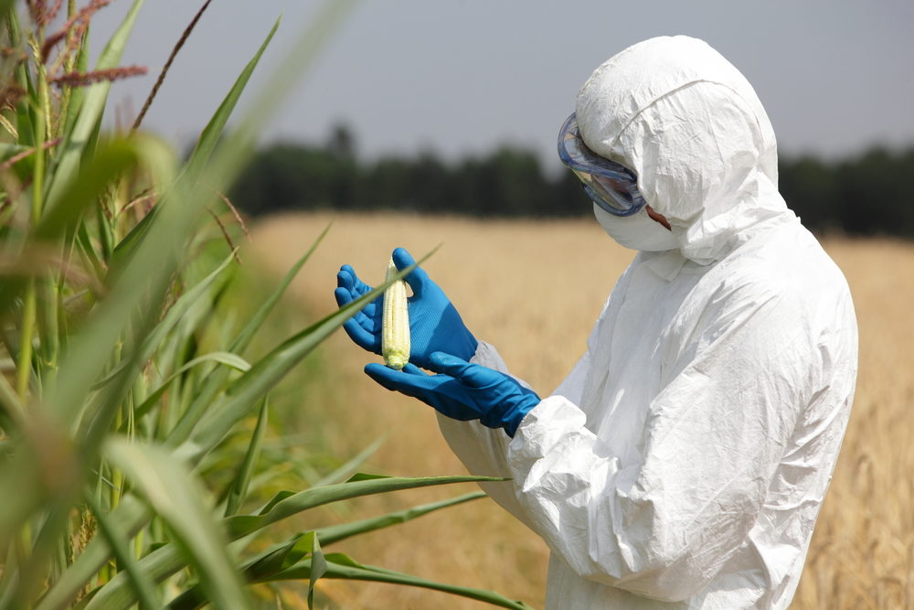 person in biotech suit inspecting an ear of corn near corn fields