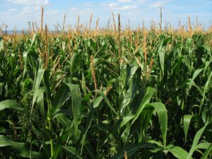 syngenta GMO corn