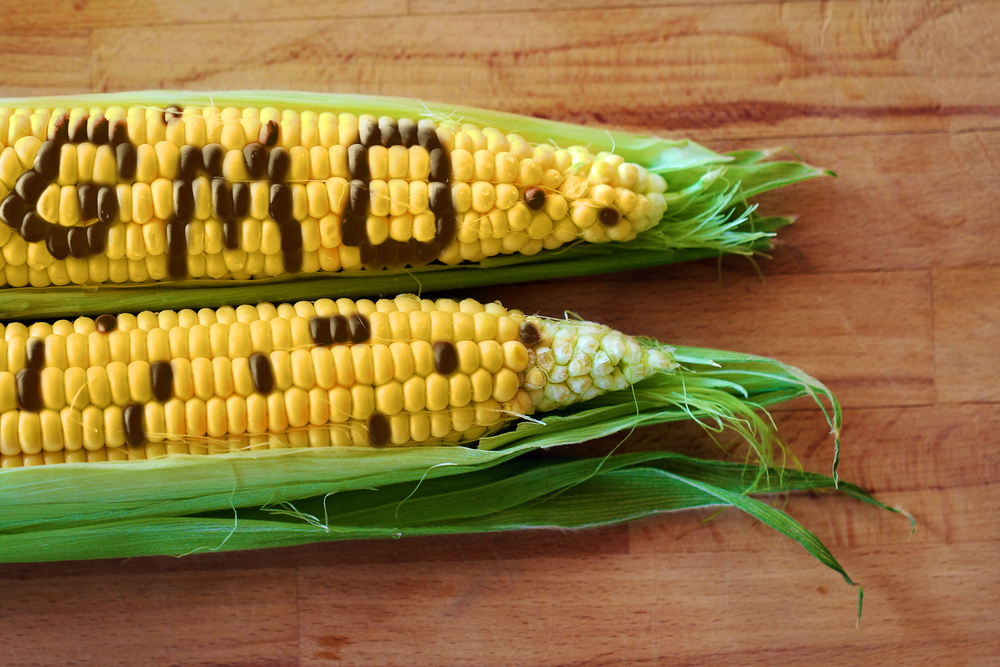 two ears of corn on wooden table with GMO spelled out in the kernels