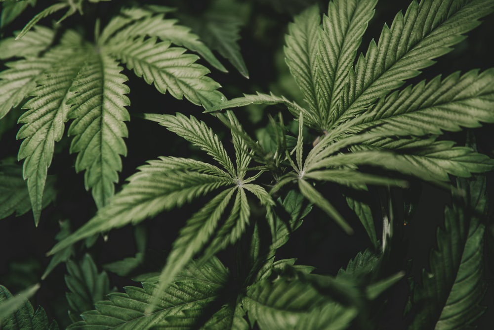 closeup view of marijuana leaves during cultivation