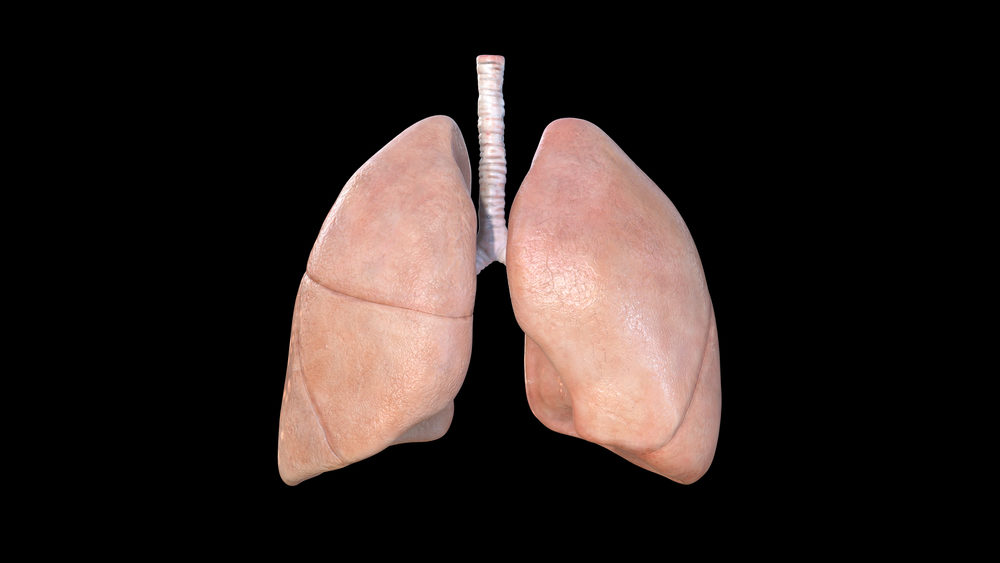 3D rendering of anatomical lungs against black background